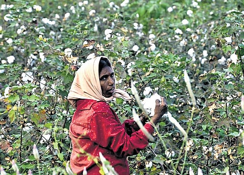 A farmer picks cotton during the harvest season in a Karimnagar field.