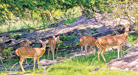 TN continues to expand tree cultivation on private lands and remove invasive alien species across over 3 lakh hectares, the affidavit noted.