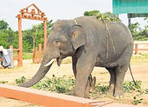 Musalimadugu Kumki Elephant Training Camp in Chittoor district.