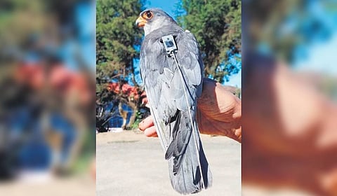 Satellite-tagged male Amur falcon named ‘Chiuluan 2’.