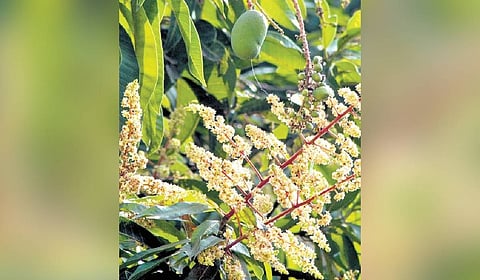 The delay in flowering may also lead to a delayed harvest in mango-growing areas of the state except Kolar.