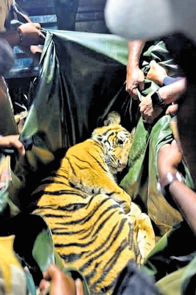 A tiger that was tranquilised and captured by foresters recently