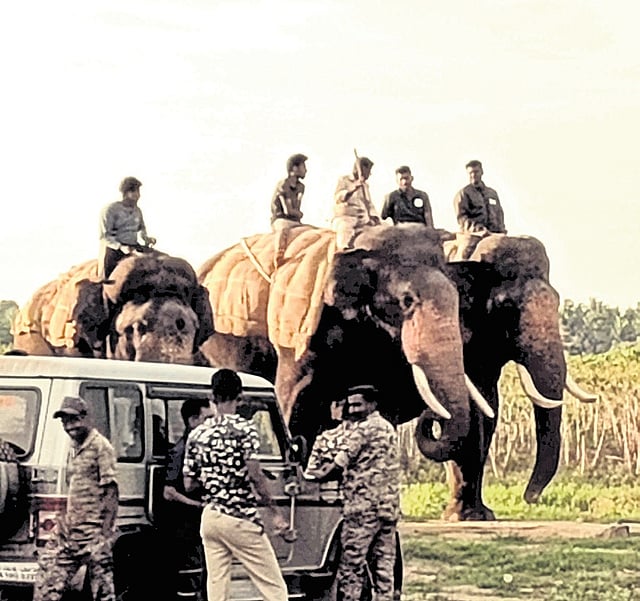 Forest staff on elephants in search of the elusive tiger