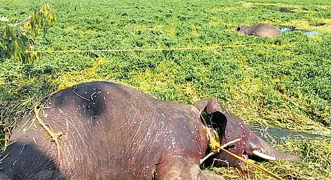 The dead elephants were retrieved from Harobele backwaters on Sunday