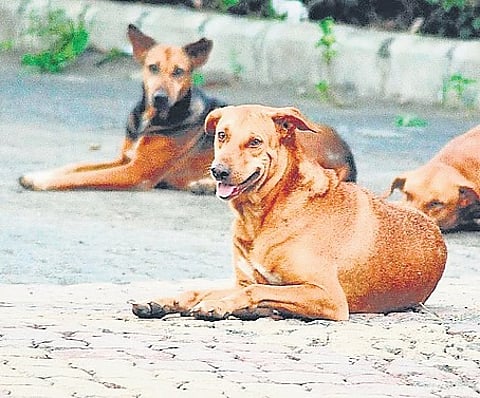 Mylos Rescue, a Bengaluru-based animal welfare organisation, has launched an extended vaccination drive for stray dogs across the city, with the programme scheduled to run until March 31, 2026.