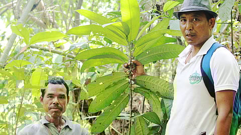 The research was led by Dr Mayur Mausoom Phukan, a faculty member at the Nagaland University.