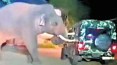 The elephant damaged the department’s jeep on Saturday night.