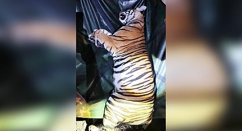A four-year-old tigress that had attacked livestock in Gundlupet was rescued along with her three cubs early on Monday.