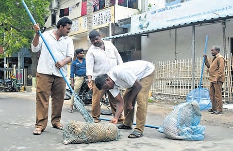 The initiative aims to curb the stray population while ensuring animal welfare.