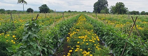 The move comes amid a rise in complaints from farmers about counterfeit and spurious pesticides and insecticides allegedly being sold in the market, causing significant financial losses.