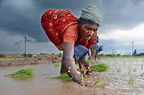 Farmer engaged in planting paddy crops at Kallur in Tirunelveli.