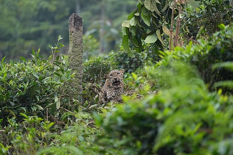 The two-year-old female leopard entangled in a fence at a tea estate in Irumpupalam of Pandalur near Gudalur.
