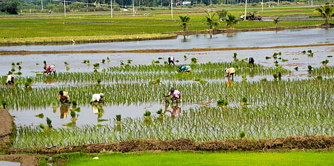 Samba paddy cultivation works done in full swing at Uthamarseeli near Tiruchy.