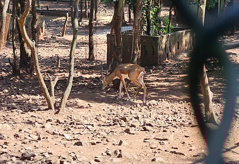 A blackbuck at the Rani Chennamma Mini Zoo in Bhutaramanahatti, Belagavi.