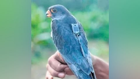 The satellite-tagged Amur Falcon