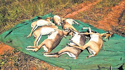 The mini-zoo housed 38 blackbucks that were brought to Belagavi from the Gadag zoo four to five years ago.