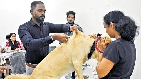 Veterinary doctors implant microchips in pet dogs at Llyods Road, Royapettah, as part of the GCC drive.