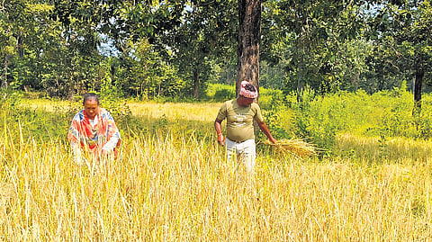 Budra Kawasi and his wife Kani in their paddy field at Badigeta village in Malkangiri’s Kalimela block.