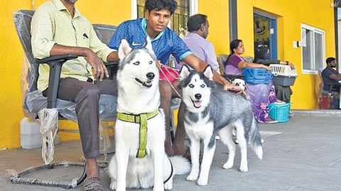 Dogs brought to a GCC-run pet clinic for microchipping in Royapettah