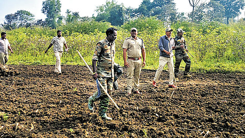 Forest officials carry out a combing operation to capture a tiger at HD Kote in Mysuru district on Sunday | Express