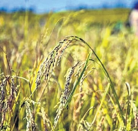 BHU researchers revive timeless rice variety ‘Adam Chini’ with innovation