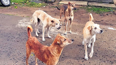 Image used for representational purposes.