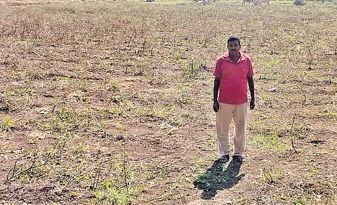 A tomato farmer surveys his rain-damaged field in Adilabad on Sunday.