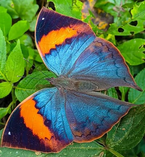 At least ten states and Union Territories in the country have granted state butterfly status to unique genres of butterflies.