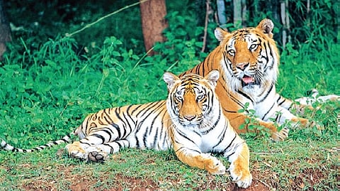 Image used for representative purposes only.