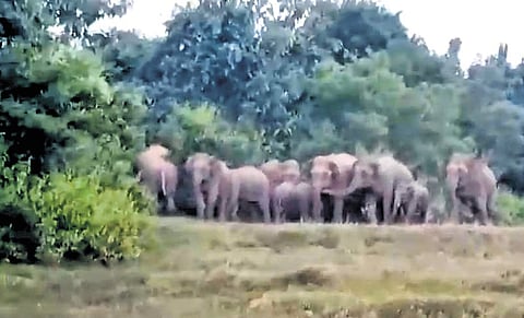 The herd of elephants seen on the fringe of the Subasi forest near Athagarh on Saturday morning.