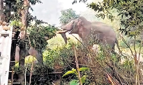 Two tuskers engaged in fighting near Ergeda village under Lathikata block.