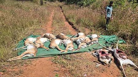 The remains of blackbucks which died of suspected bacterial infection at Rani Chennamma Mini Zoo in Belagavi