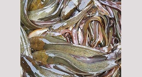 Desi Magur (Clarias magur)