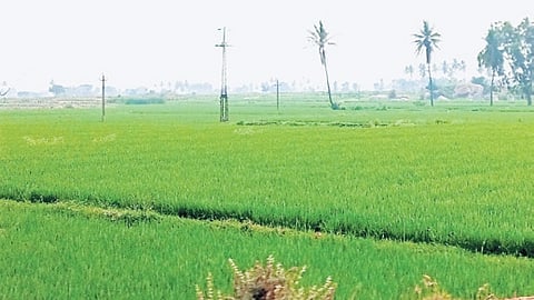 A paddy field near Gangavathi in Koppal district