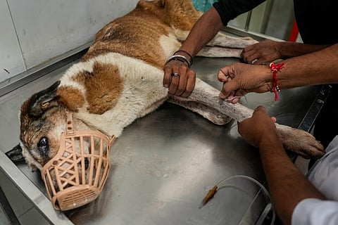 A recent study by the University of Edinburgh stated that 82 percent of all human-street dog interactions in India are predominantly 'uneventful'