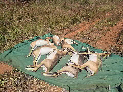 The death of 31 blackbucks at the Kittur Rani Chennamma Mini-zoo (KRCM) in Belagavi may have been prevented.