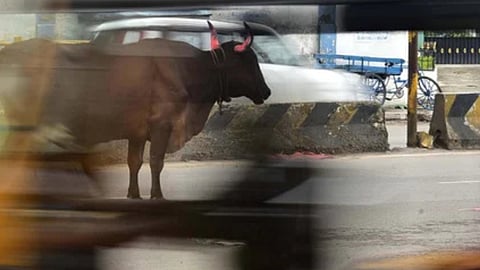 BJP counters AAP’s charge on stray cattle, says CM Rekha Gupta acted swiftly to curb problem