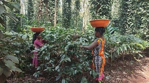 Women from tribal communities plucking coffee beans in a plantation in Rajuguda village under Koraput's Dasmantpur block