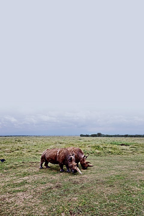 Najin and Fatu, the last surving northern white rhinoceros