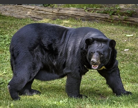 Uttarakhand’s Garhwal region on edge as bear attacks surge, claiming seven lives this year