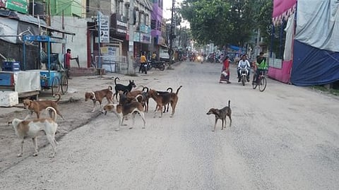 Image of stray dogs used for representative purpose.