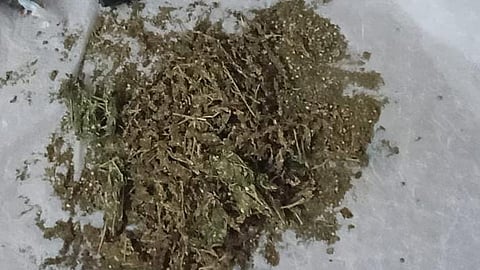 The ganja seized from banana stems at the Shivamogga Central Prison.