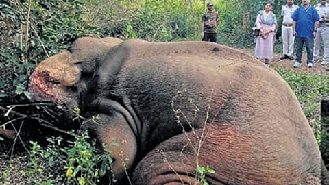 The concern of the forest officials stems from past incident in which a five-year-old female elephant, undergoing kunki training in the division, died of herpes virus infection in August last year.