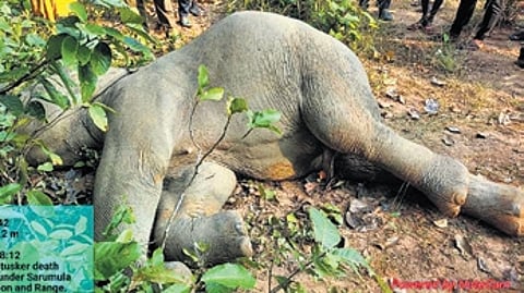 Forest officials discovered the carcass during routine patrolling at around 5 am.