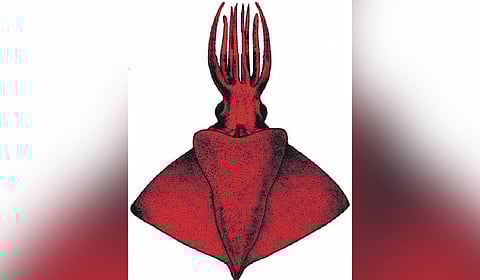 Taningia silasii (Indian octopus squid)