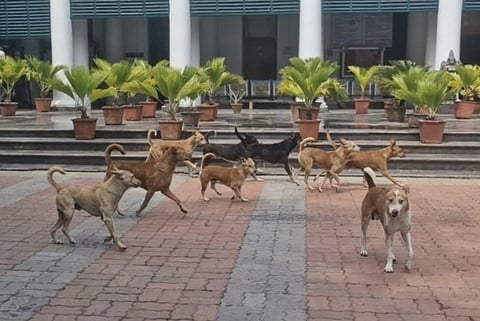Image of stray dogs used for representative purpose.