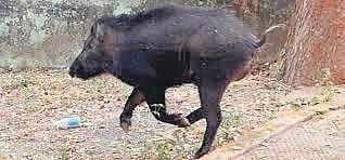 Representational image