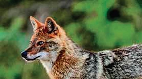 The incident surfaced on Saturday morning when keepers discovered that multiple jackals had moved out of their holding zone near Azimganj Sarai in beat no. 10.