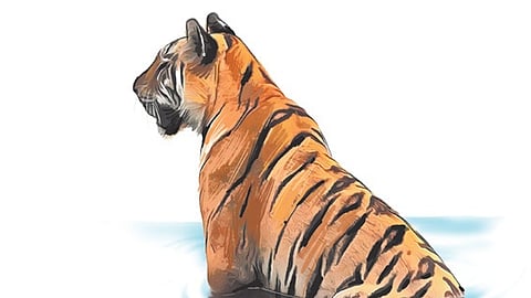 The officials also said continuous drizzling is another reason for the delay conducting the tiger census.