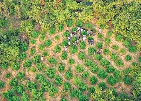 A ganja plantation being destroyed